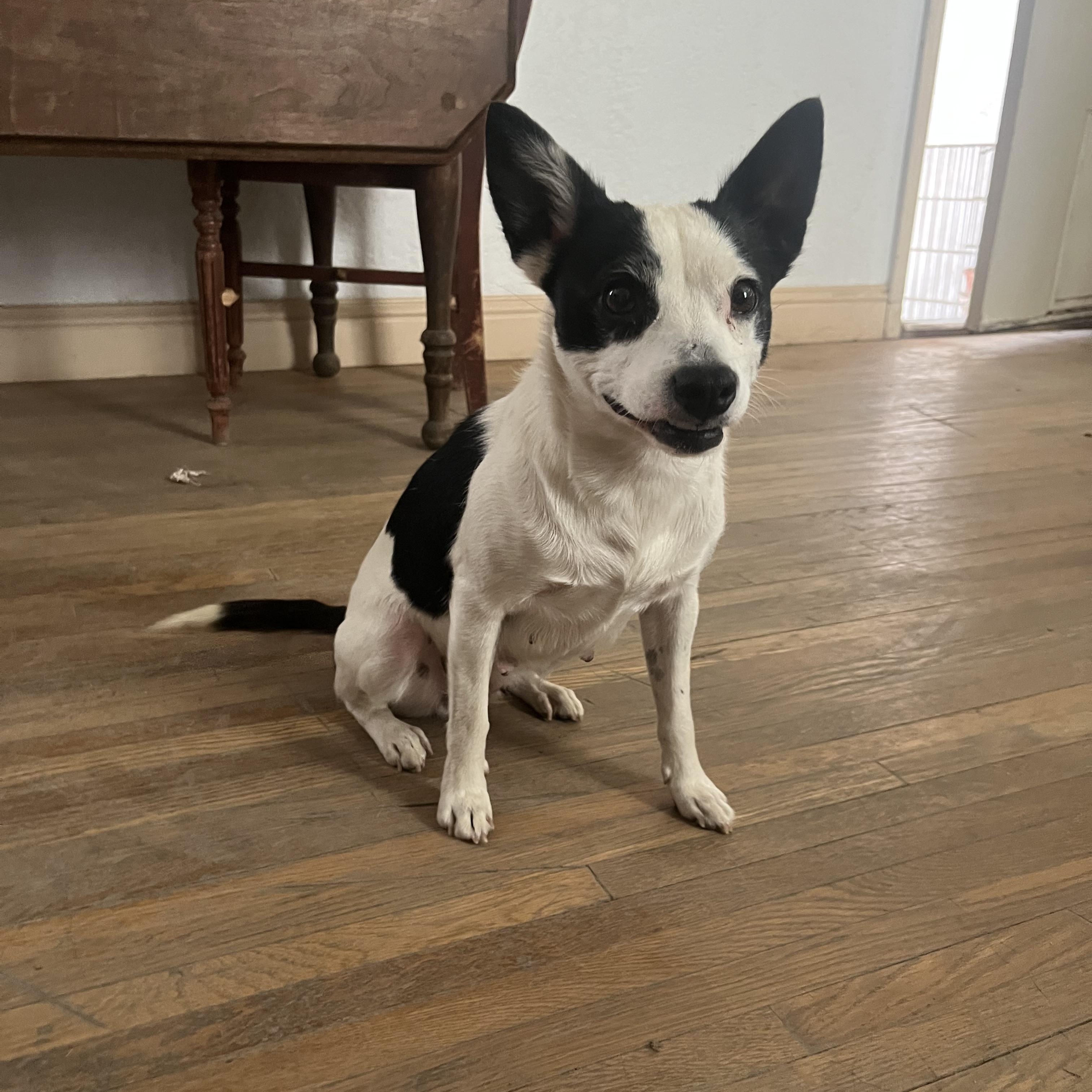 Enlarge Spot. ADOPTED, a Adoptable Jack Russell Terrier in Bakersfield, CA image 3/3