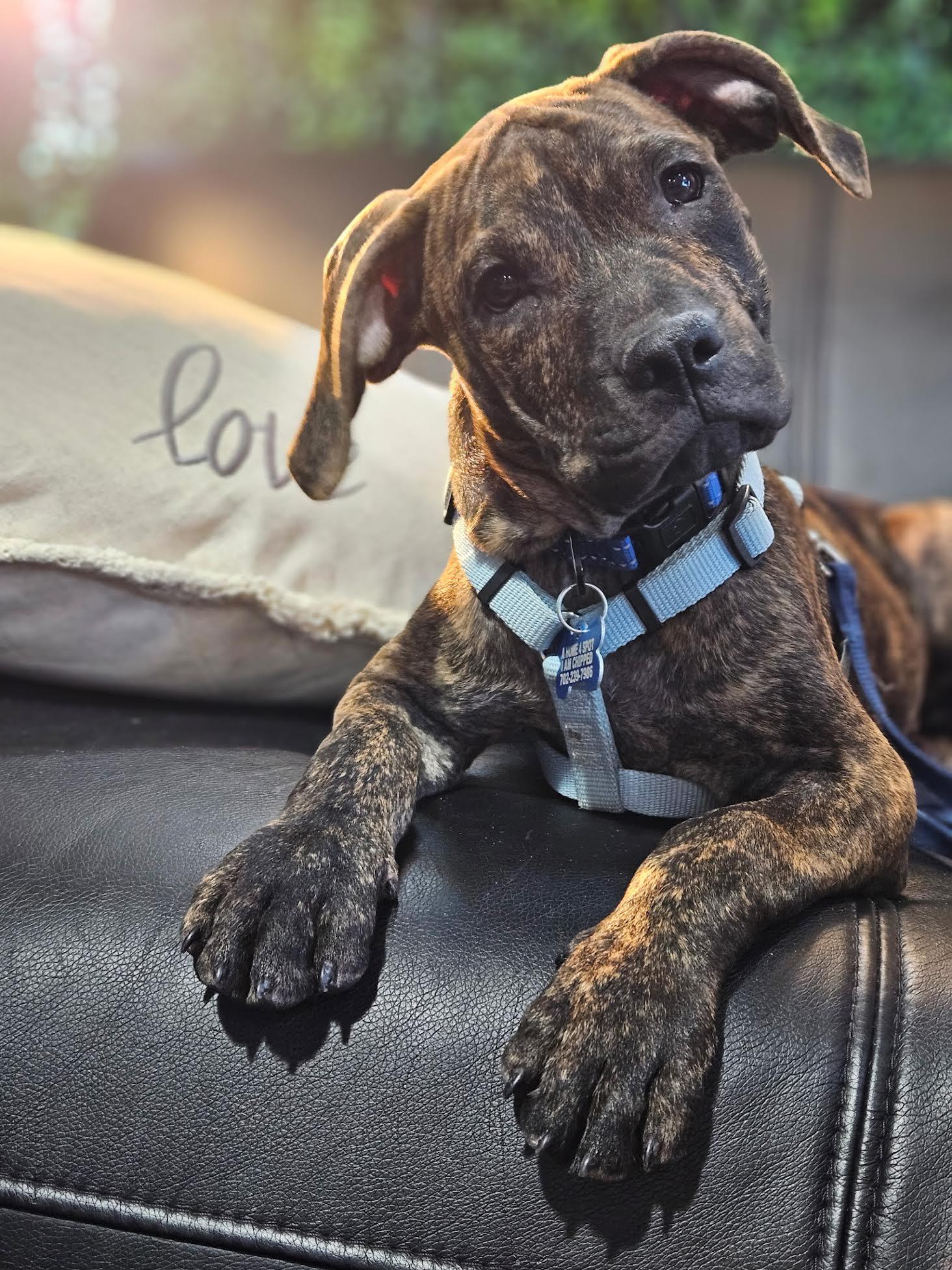 Henry, ADOPTABLE, Young Male Plott Hound.