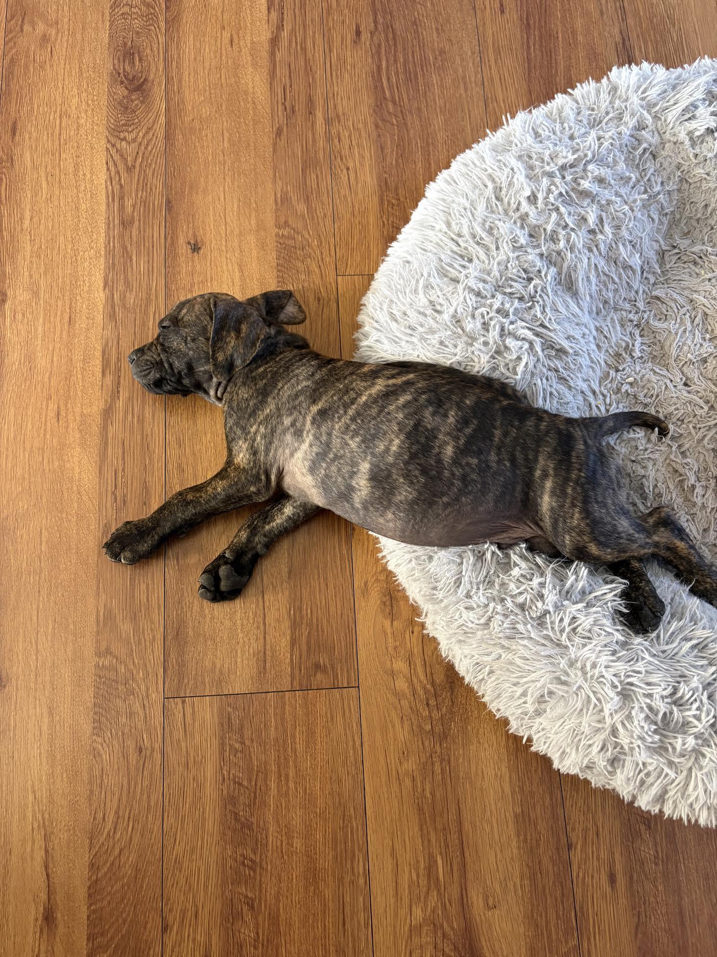 Henry, a ADOPTABLE mixed breed in Las Vegas, NV image 2/3