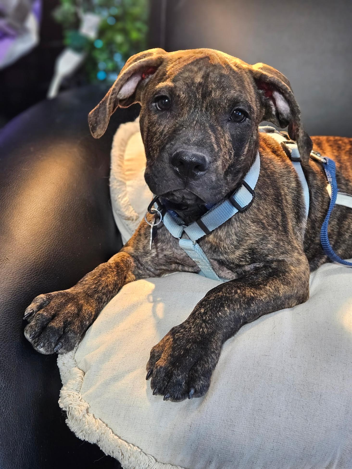 Henry, a ADOPTABLE mixed breed in Las Vegas, NV image 3/3
