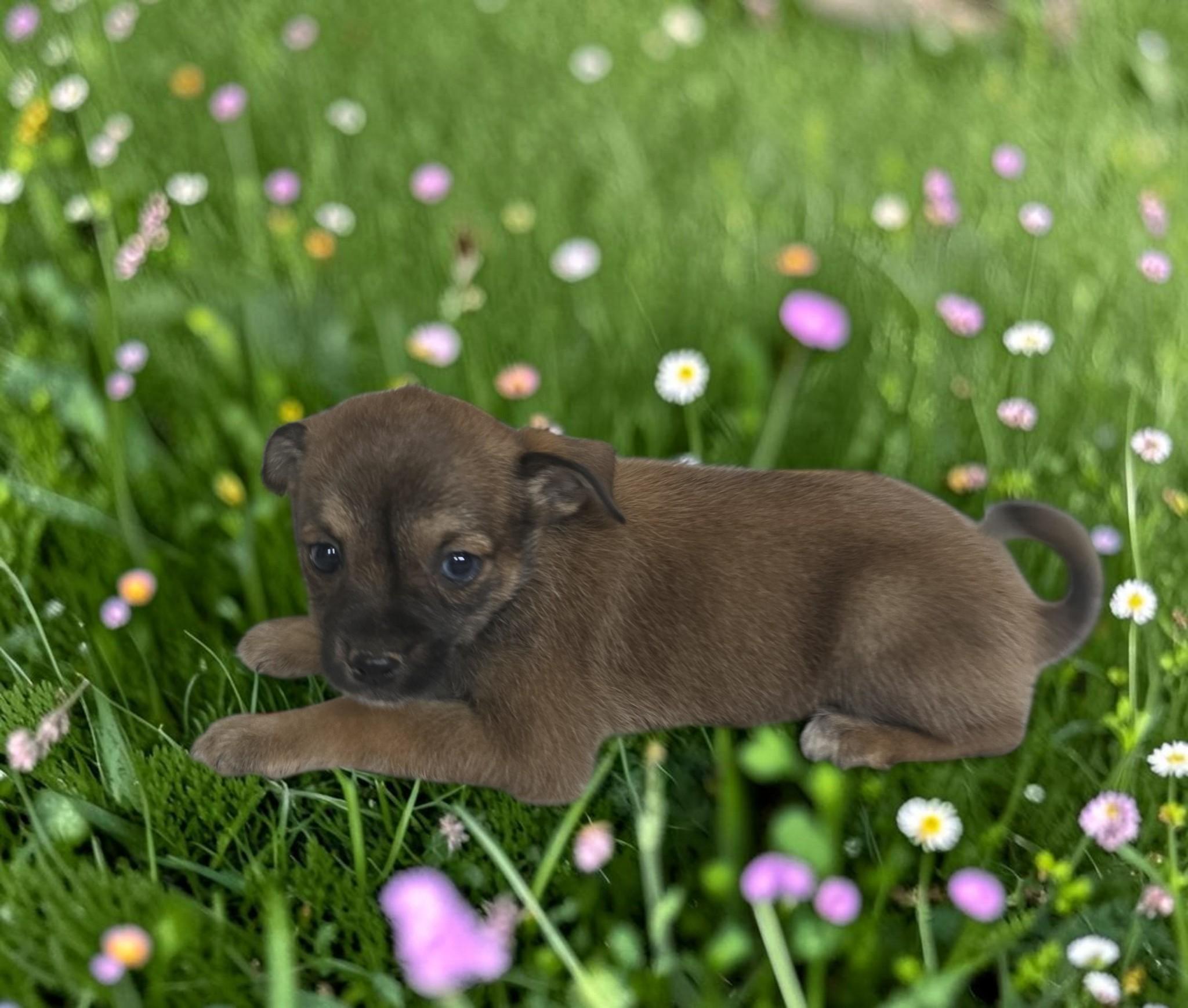 Enlarge Liza, a Adoptable mixed breed in Dallas, GA image 2/3