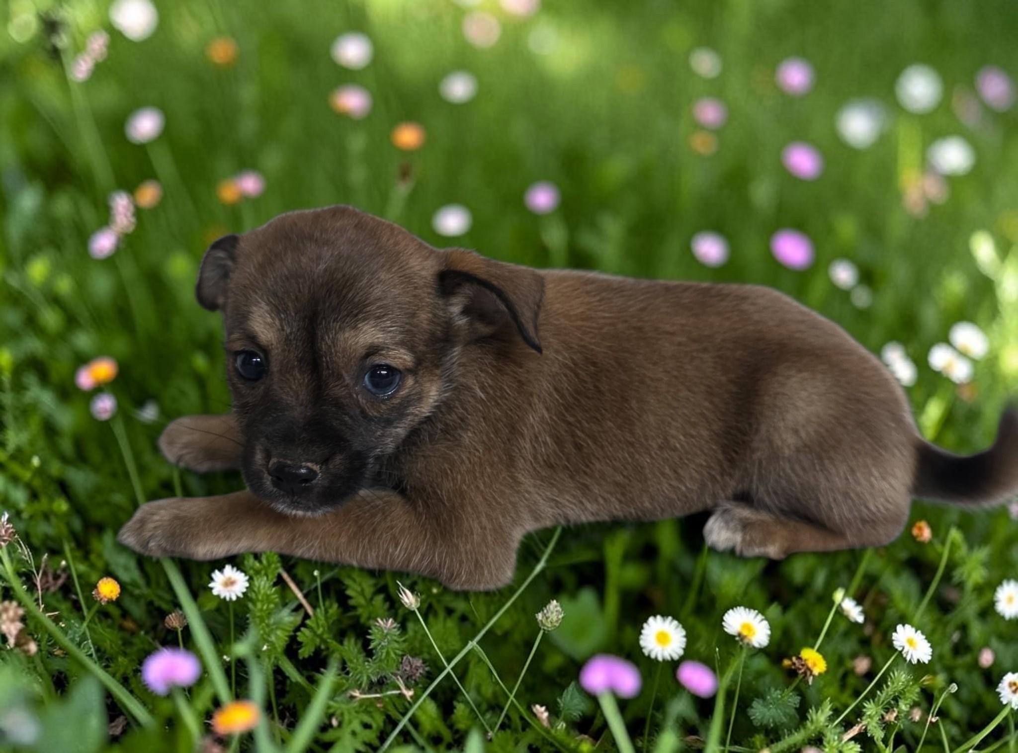 Enlarge Liza, a Adoptable mixed breed in Dallas, GA image 1/3