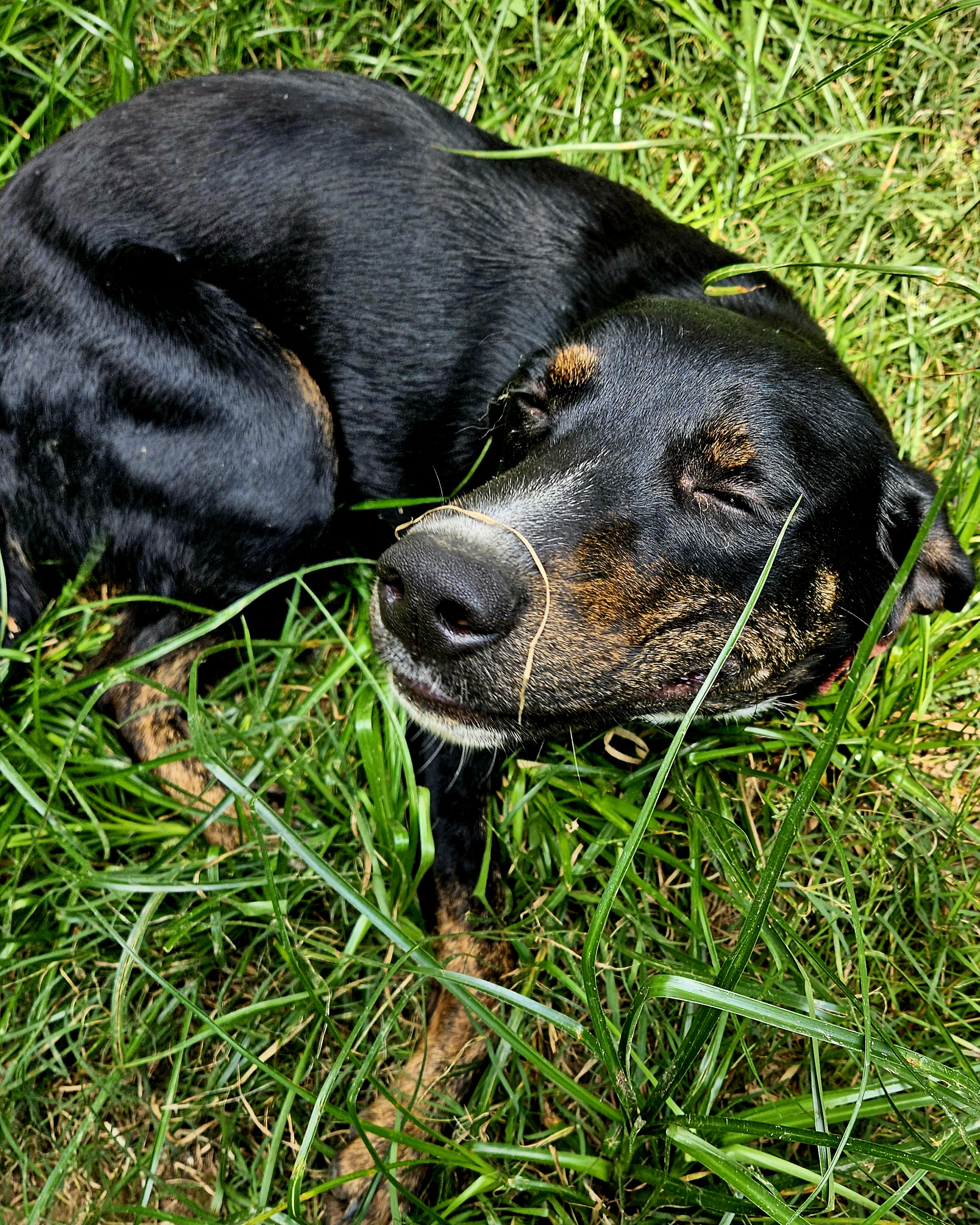 Enlarge Mazie - MI, a Adoptable mixed breed in Ann Arbor, MI image 2/6