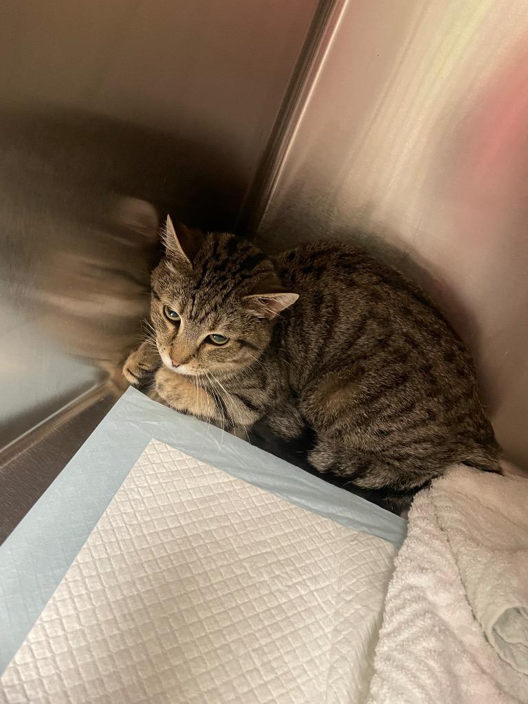 MOCHA, Adopted, Young Female Domestic Short Hair.