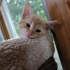 Charlie, Adoptable, Kitten Female Domestic Short Hair.