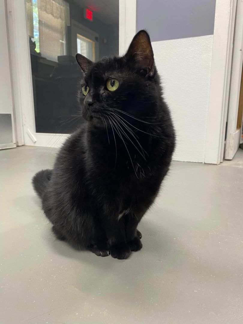 Gypsey, a Adopted Domestic Short Hair in Plymouth, MA image 1/3