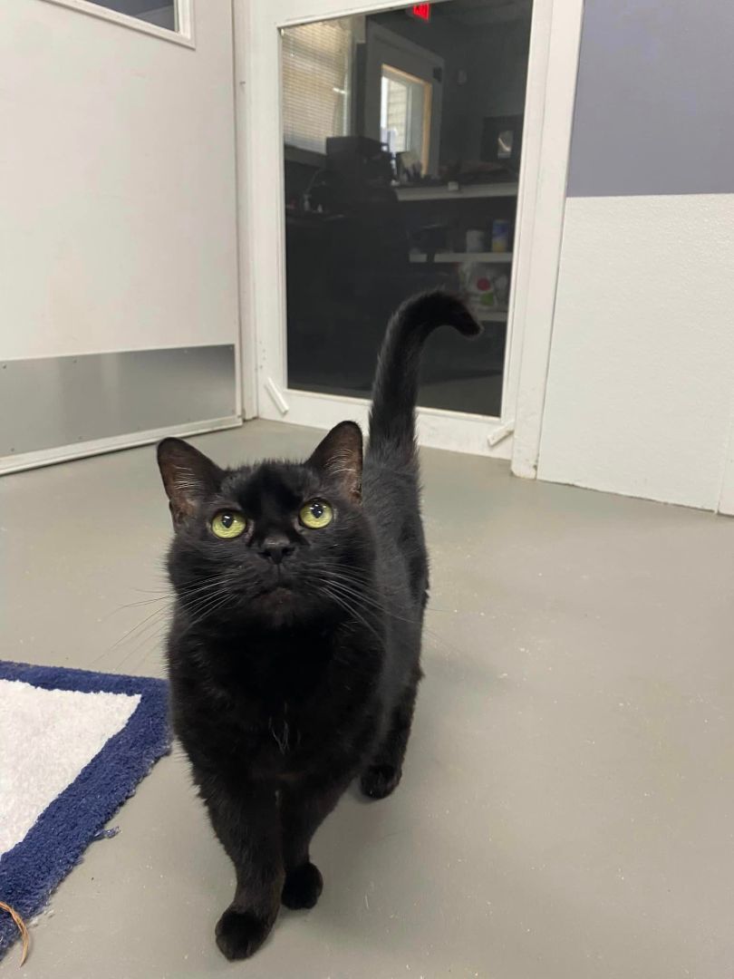 Gypsey, a Adopted Domestic Short Hair in Plymouth, MA image 2/3