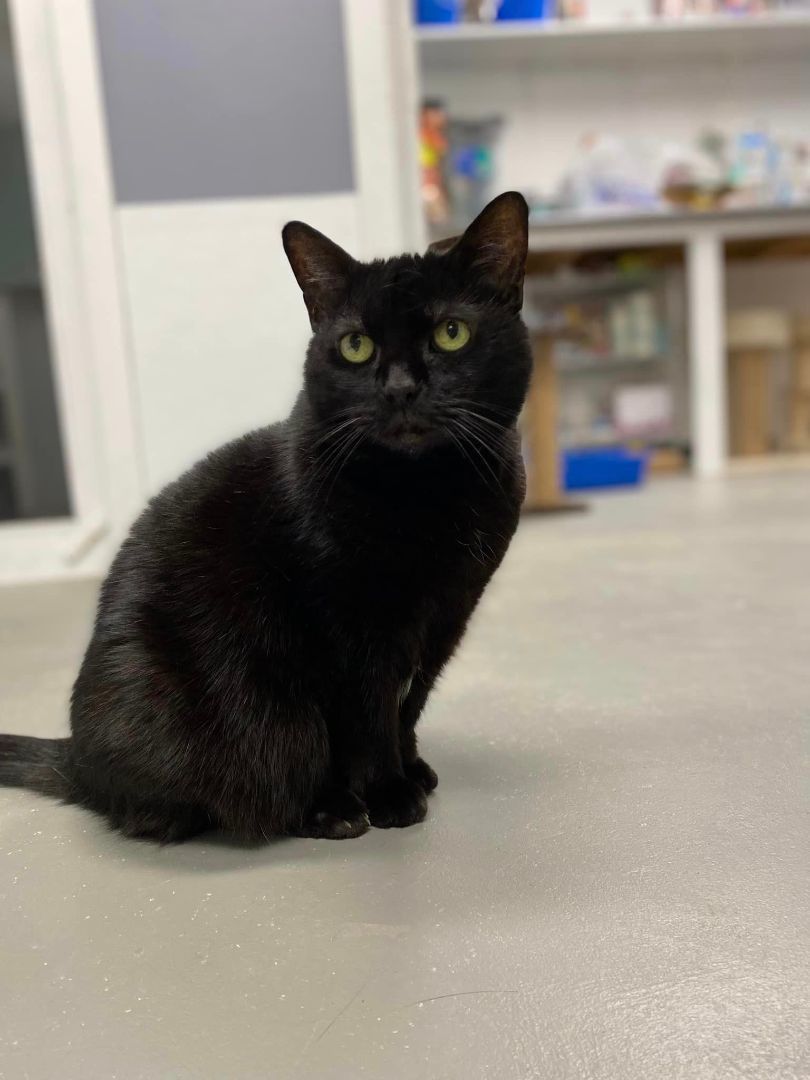 Gypsey, a Adopted Domestic Short Hair in Plymouth, MA image 3/3