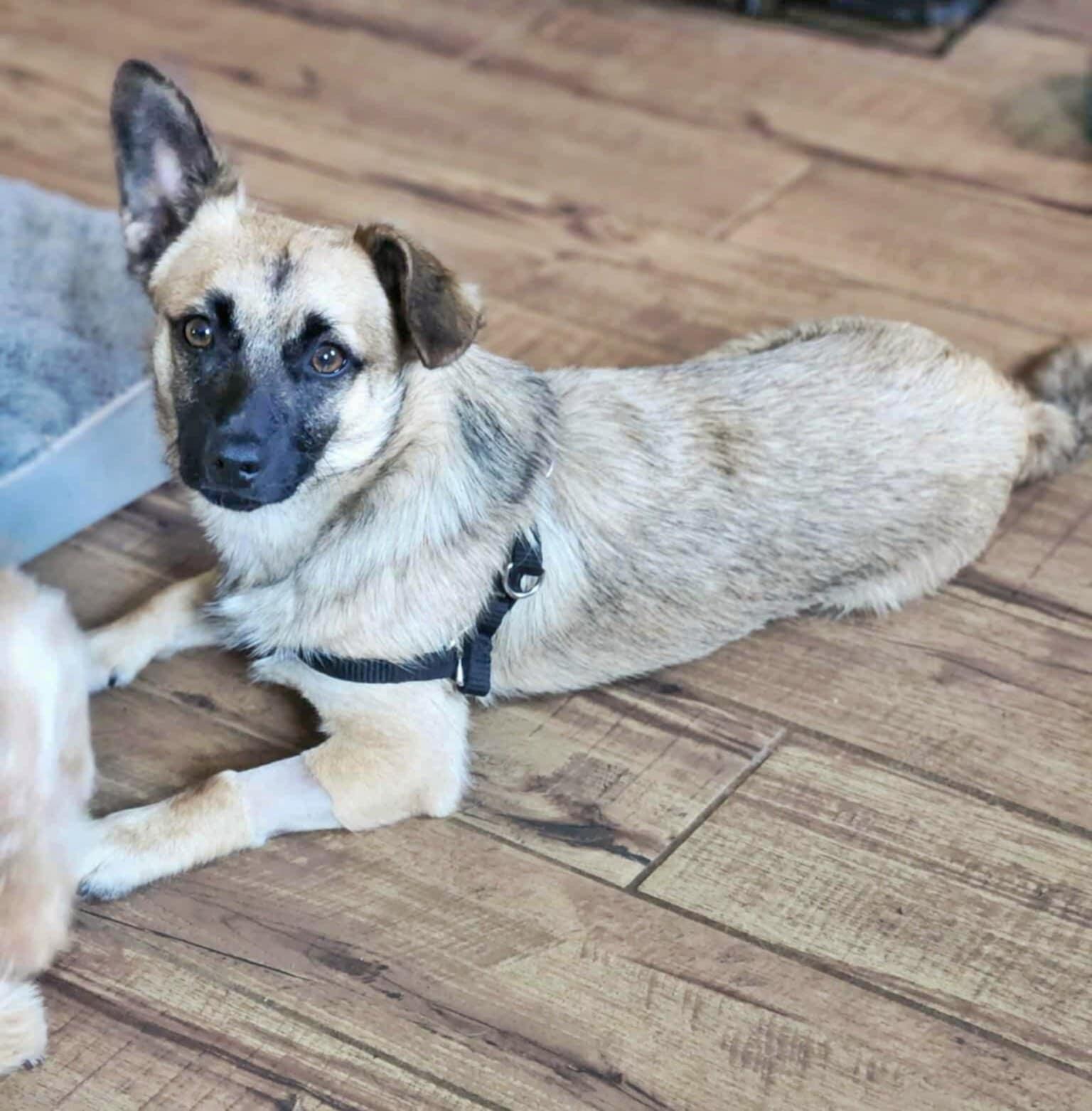 Jack Jack, Young Male Chihuahua