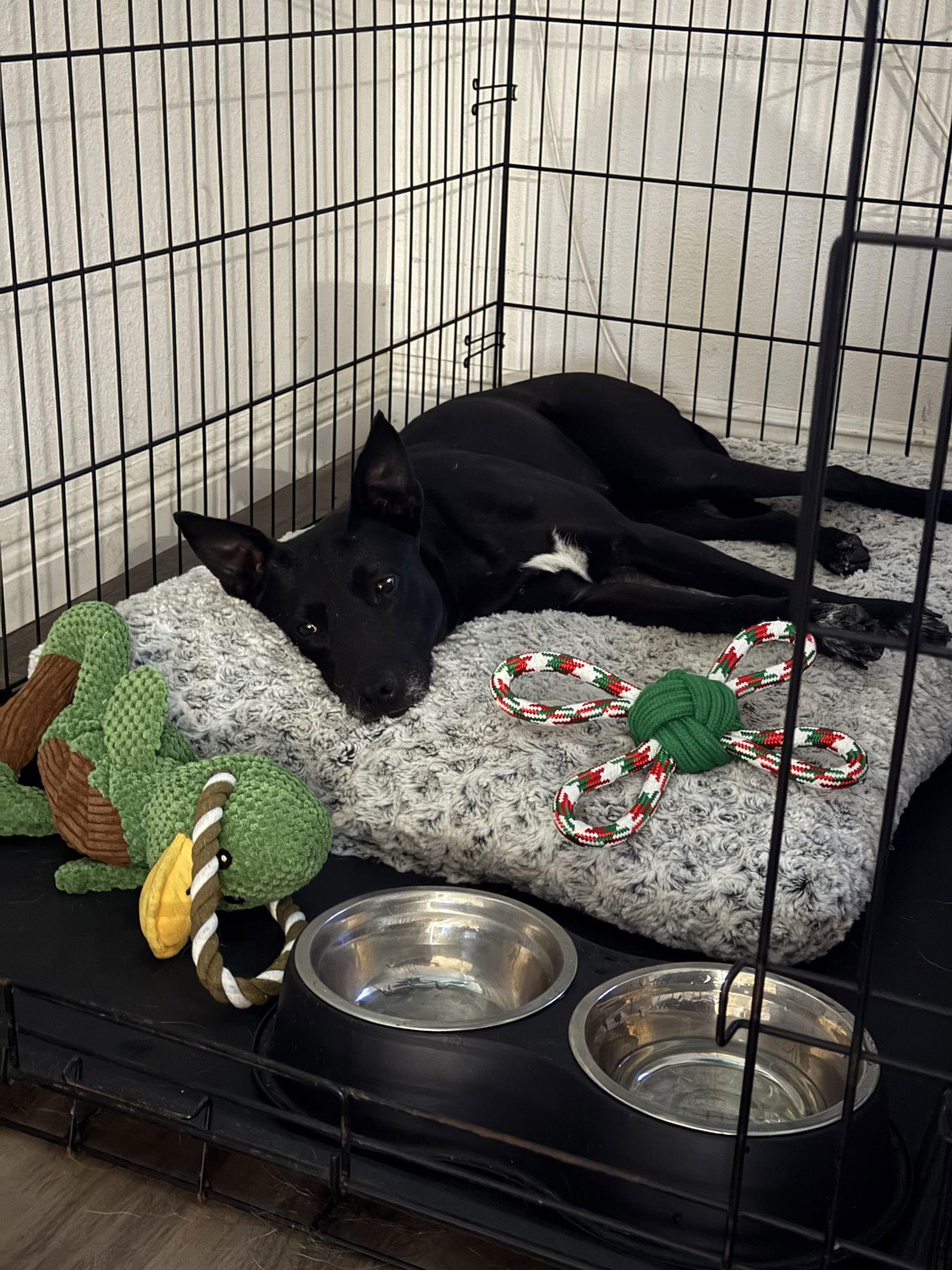 Amelia, Adoptable, Young Female Shepherd.