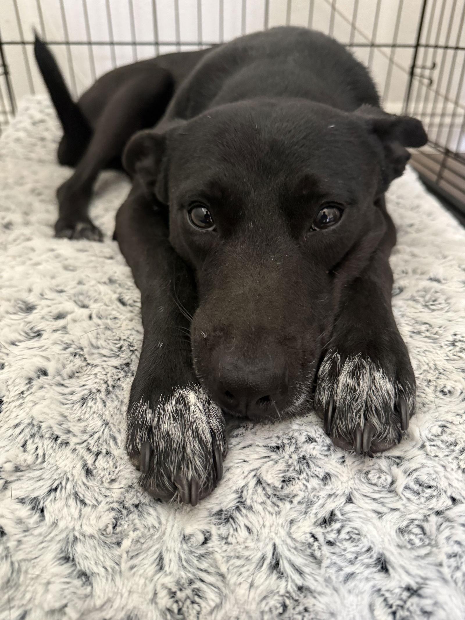 Enlarge Amelia, a Adoptable Shepherd in Fullerton, CA image 2/3