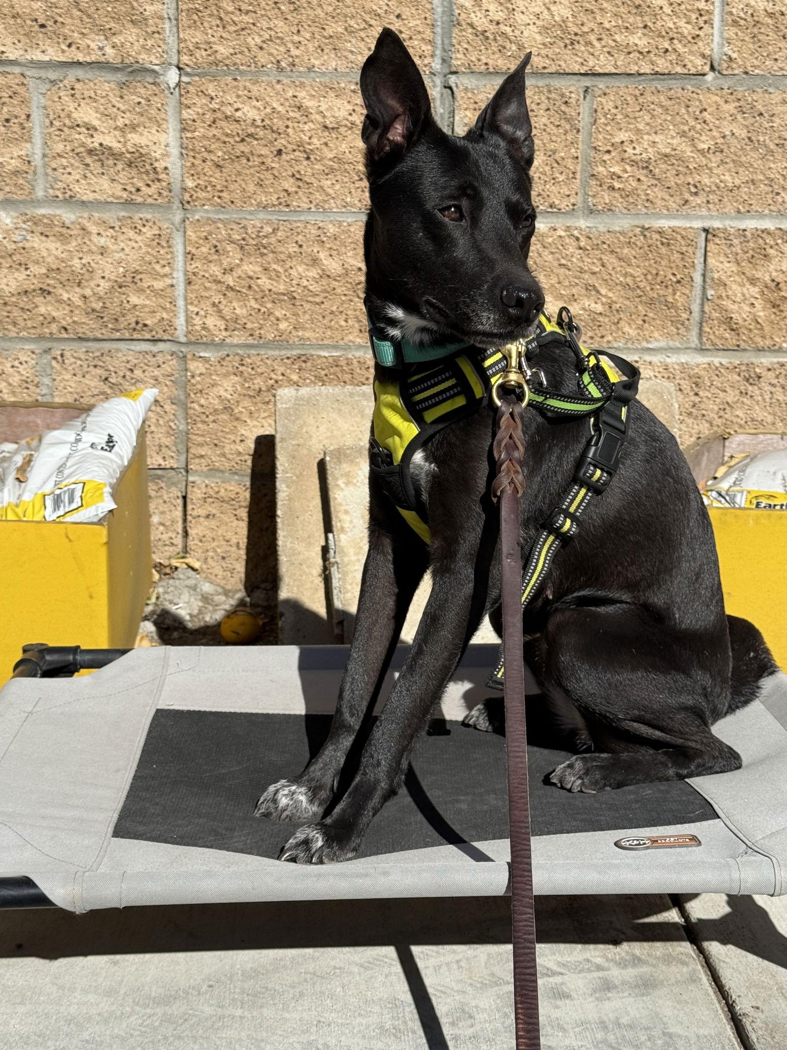 Enlarge Amelia, a Adoptable Shepherd in Fullerton, CA image 3/3