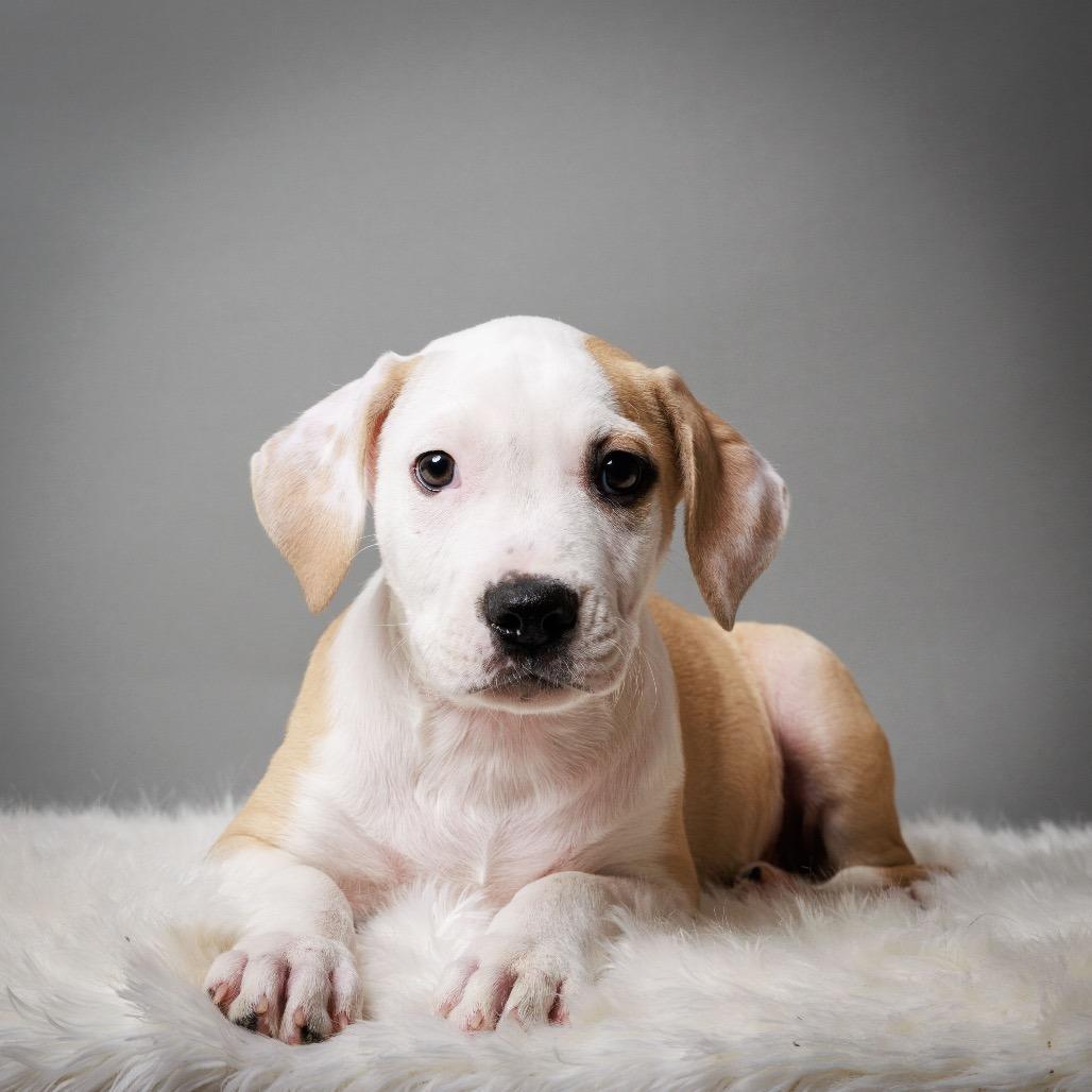 Enlarge Hemlock, a Adoptable mixed breed in Crystal, MN image 1/3