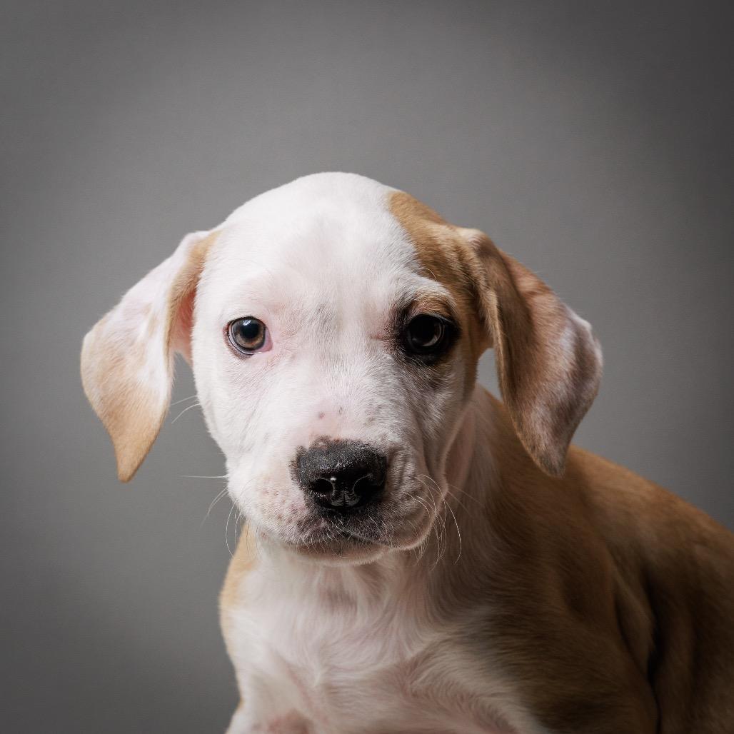 Enlarge Hemlock, a Adoptable mixed breed in Crystal, MN image 2/3