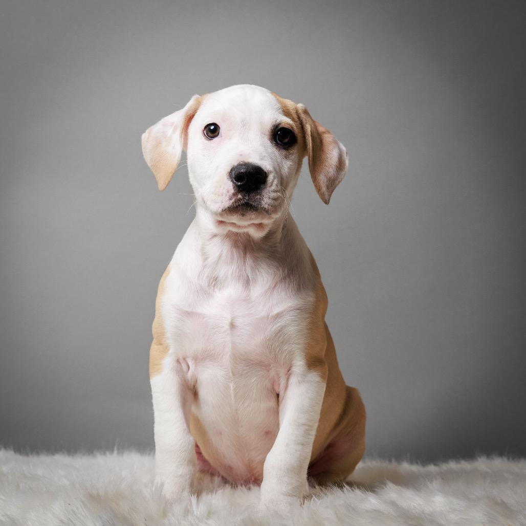 Enlarge Hemlock, a Adoptable mixed breed in Crystal, MN image 3/3