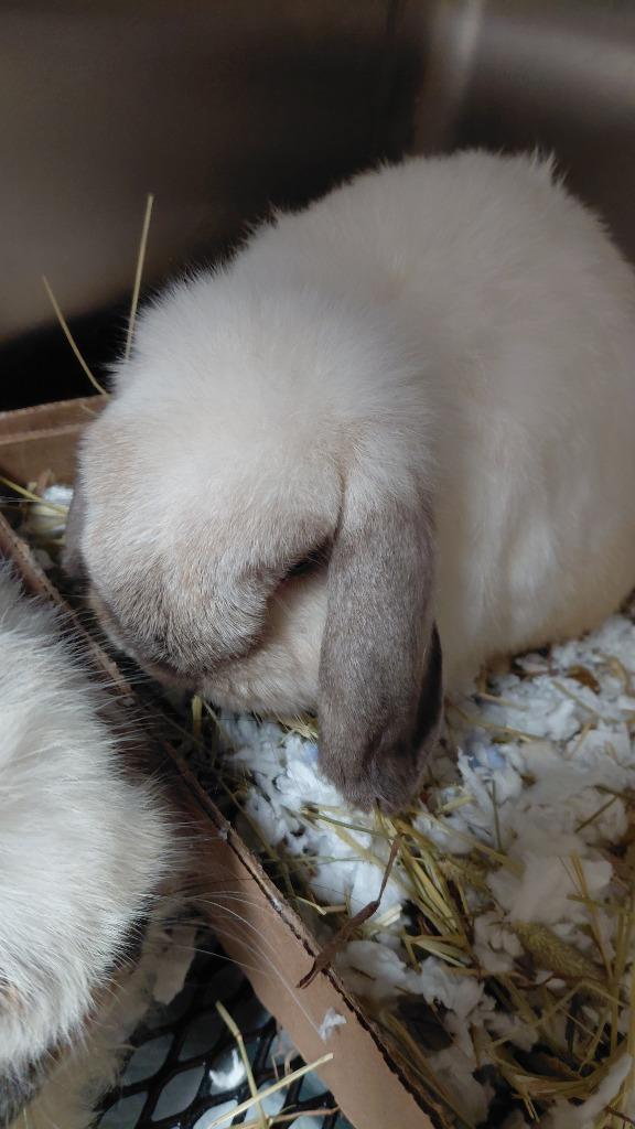 Daisy, Adoptable, Young Female Lop Eared.