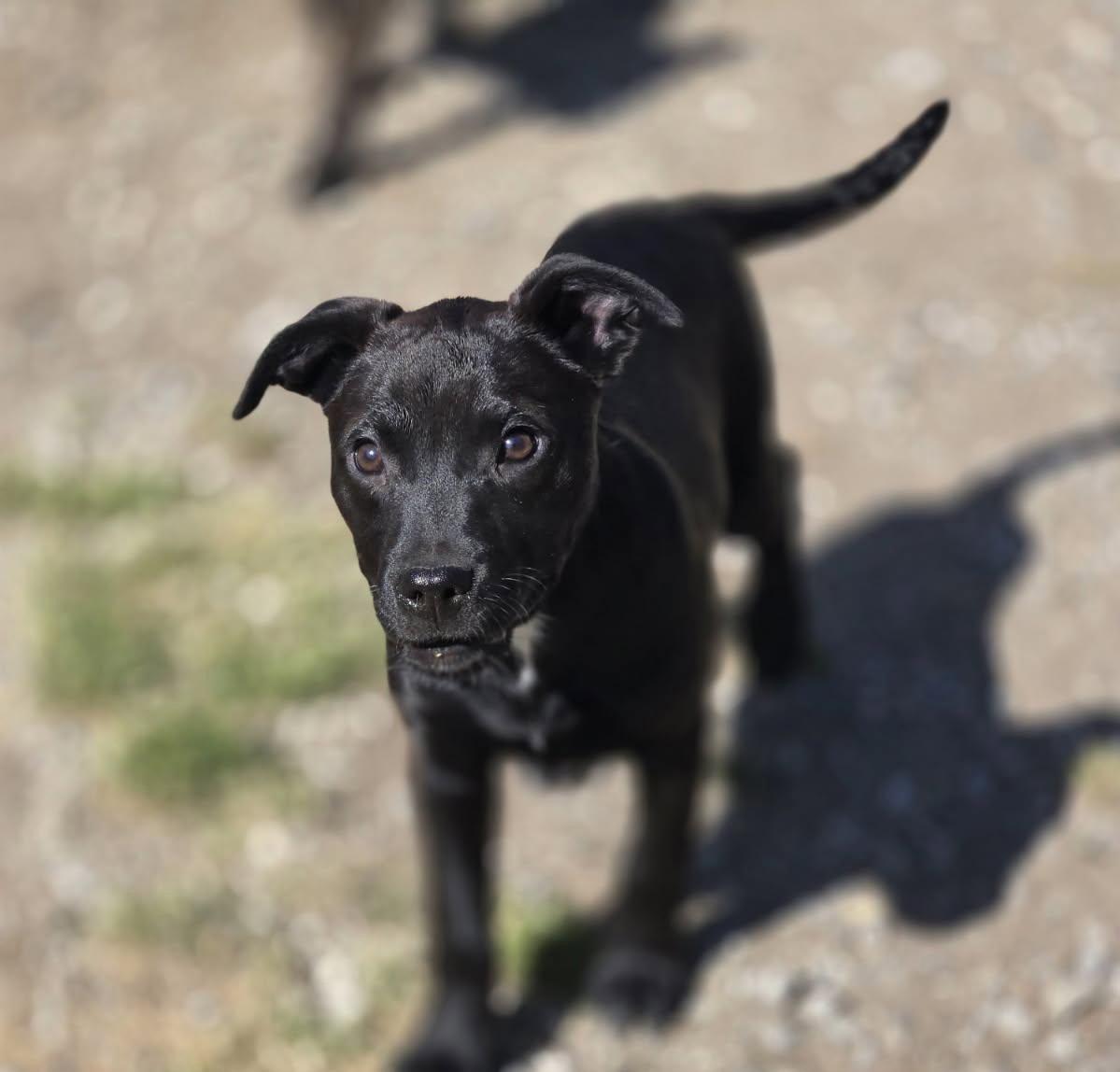 Enlarge Elsa, a Adoptable Mixed Breed in Chatsworth, GA image 1/1
