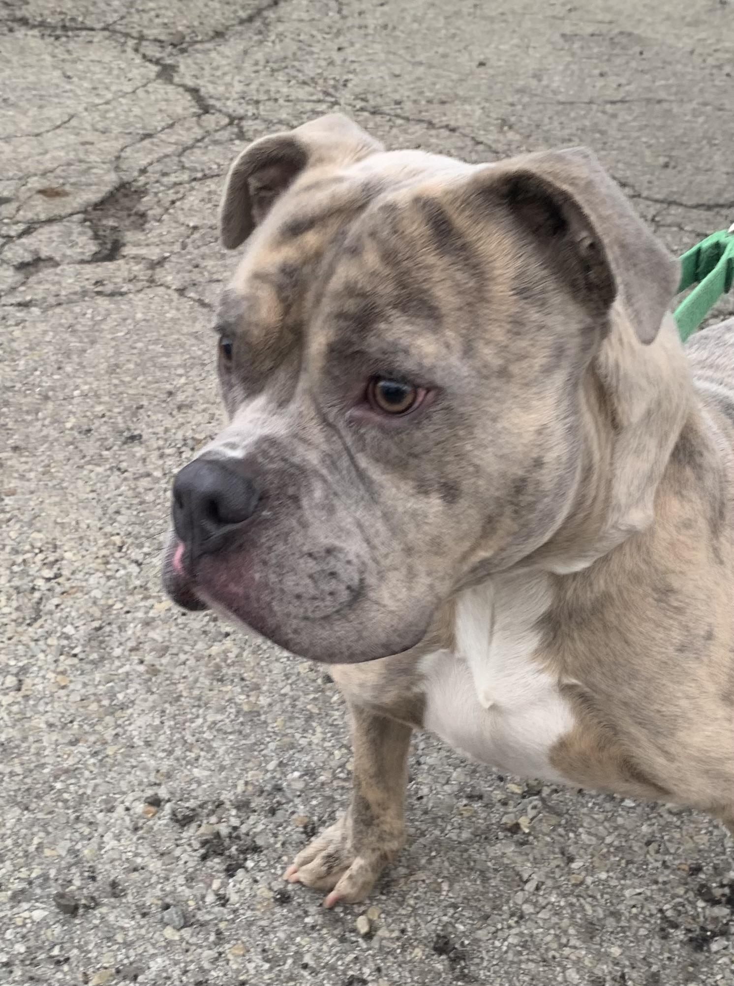 Enlarge Marbles, a Adoptable Pit Bull Terrier in McKeesport, PA image 1/6