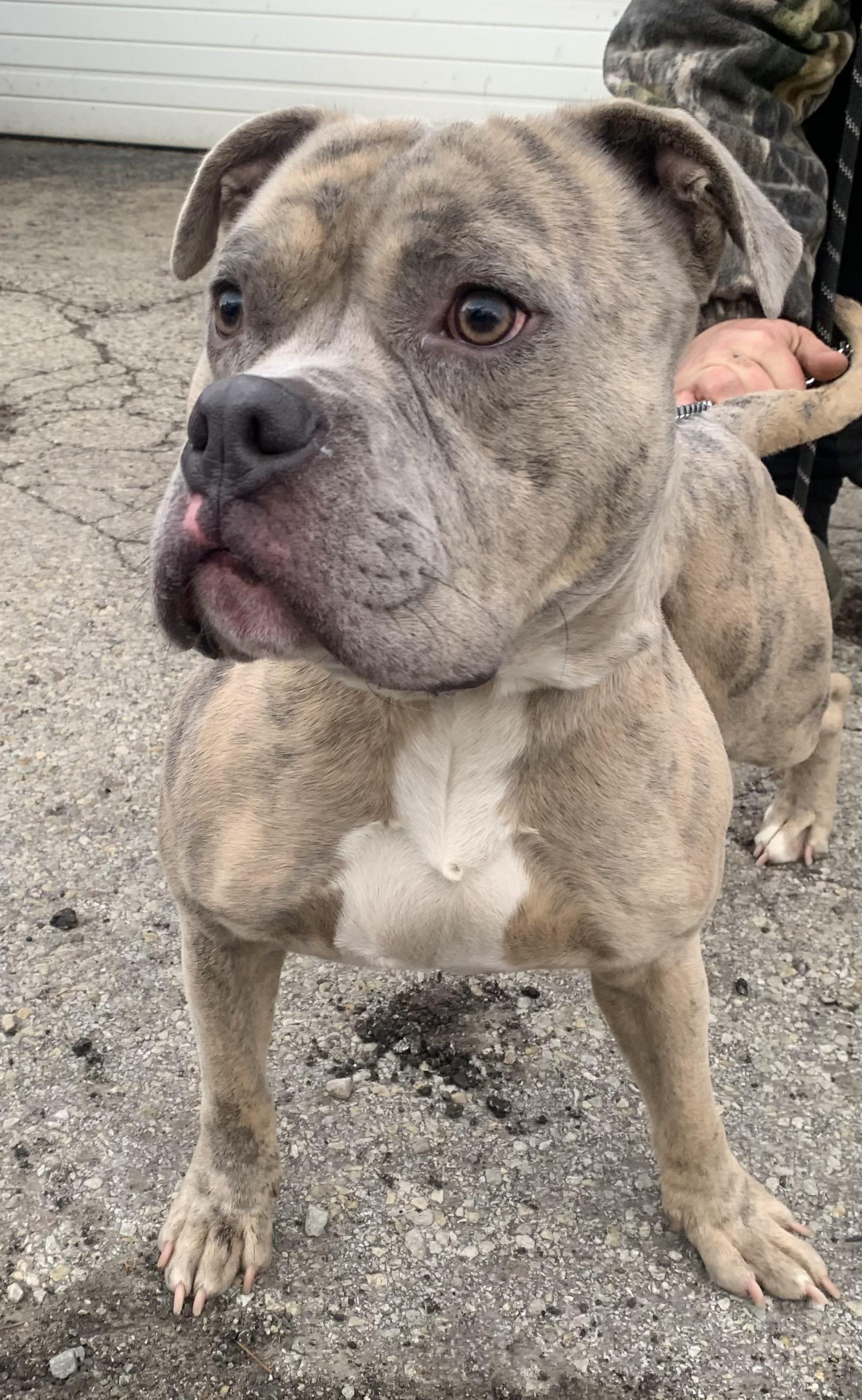 Enlarge Marbles, a Adoptable Pit Bull Terrier in McKeesport, PA image 2/6
