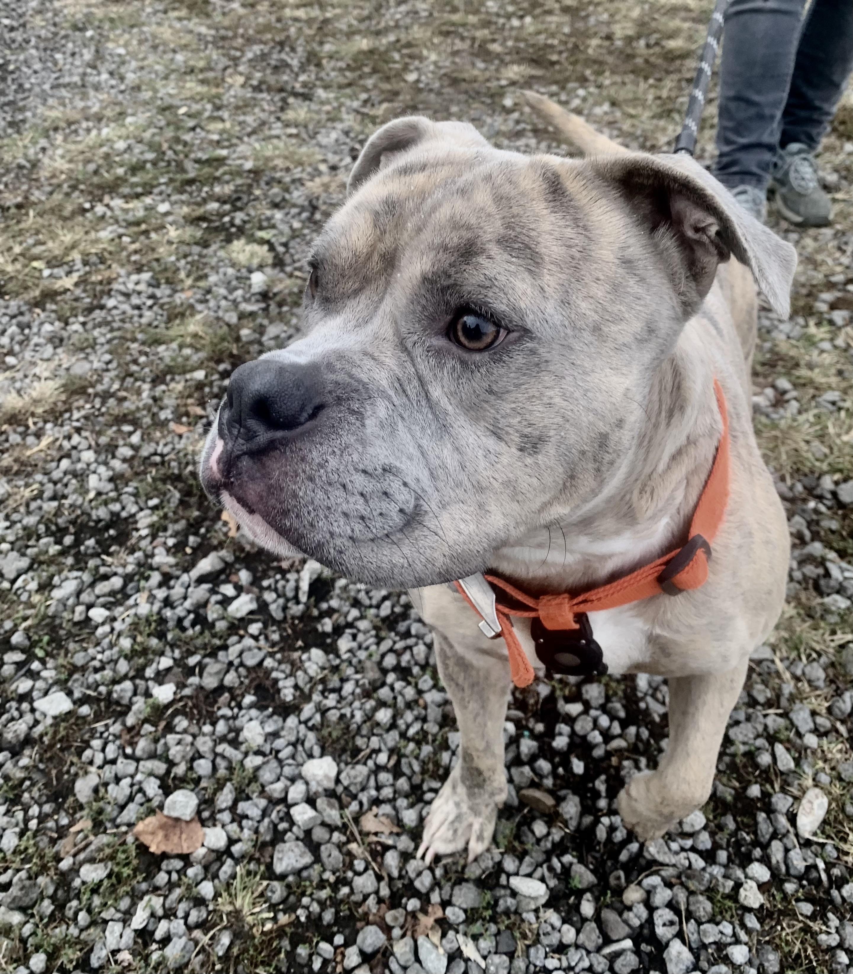 Enlarge Marbles, a Adoptable Pit Bull Terrier in McKeesport, PA image 3/6
