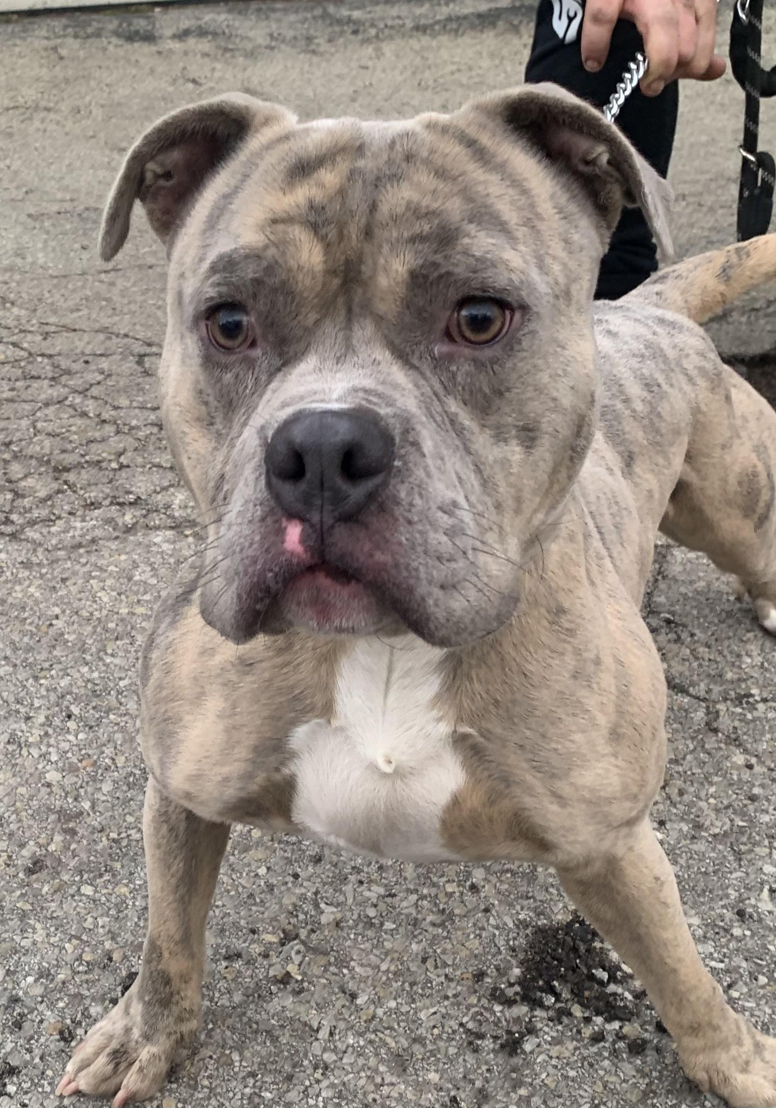 Enlarge Marbles, a Adoptable Pit Bull Terrier in McKeesport, PA image 4/6