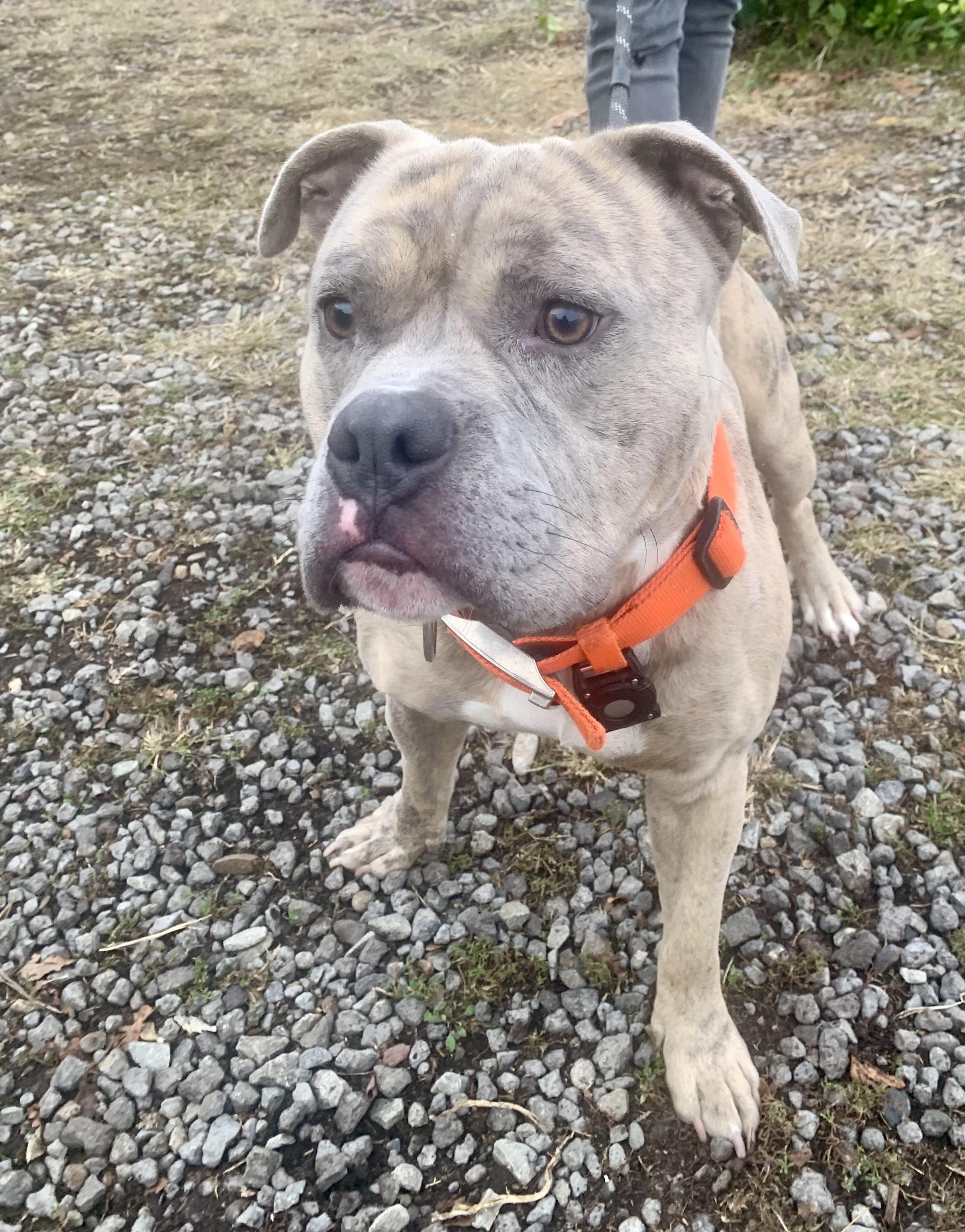 Enlarge Marbles, a Adoptable Pit Bull Terrier in McKeesport, PA image 5/6
