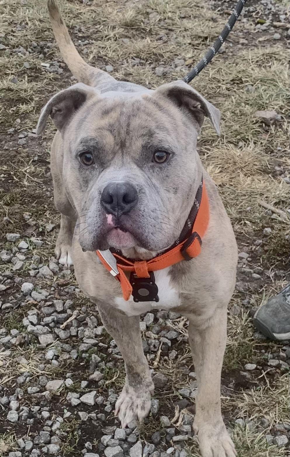 Enlarge Marbles, a Adoptable Pit Bull Terrier in McKeesport, PA image 6/6