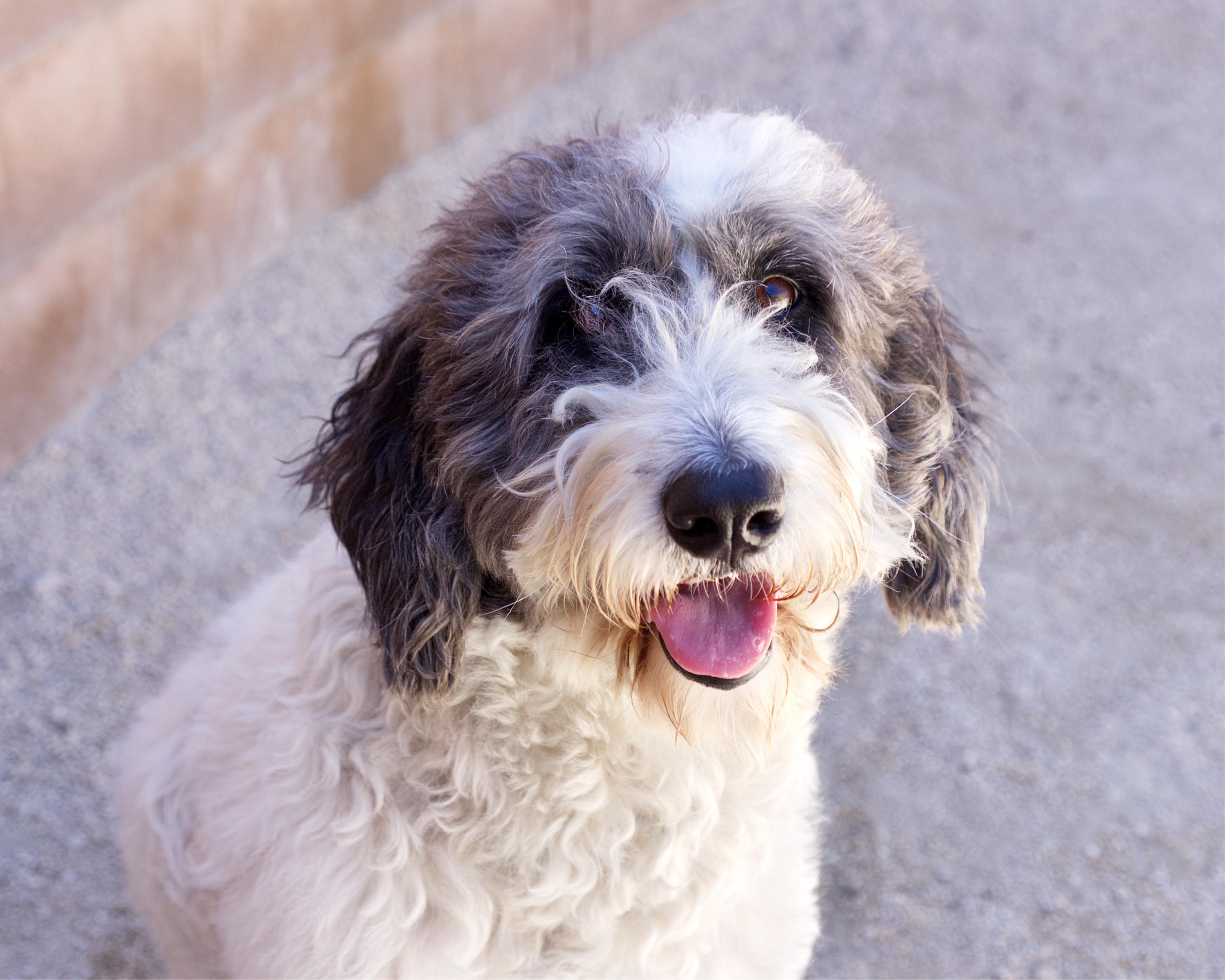 Dove, an adopted mixed breed in Winnipeg, MB image 1/3