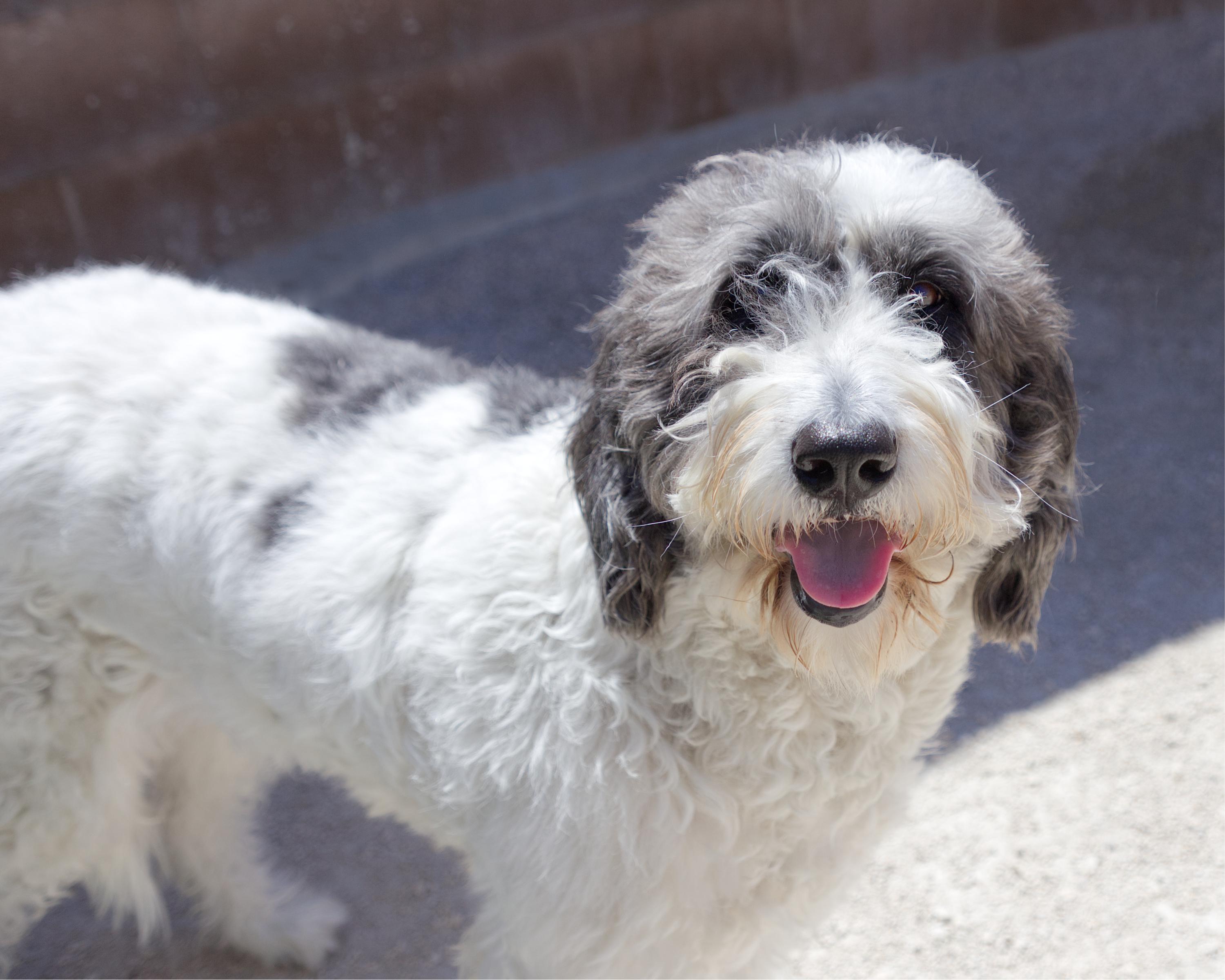 Dove, an adopted mixed breed in Winnipeg, MB image 3/3