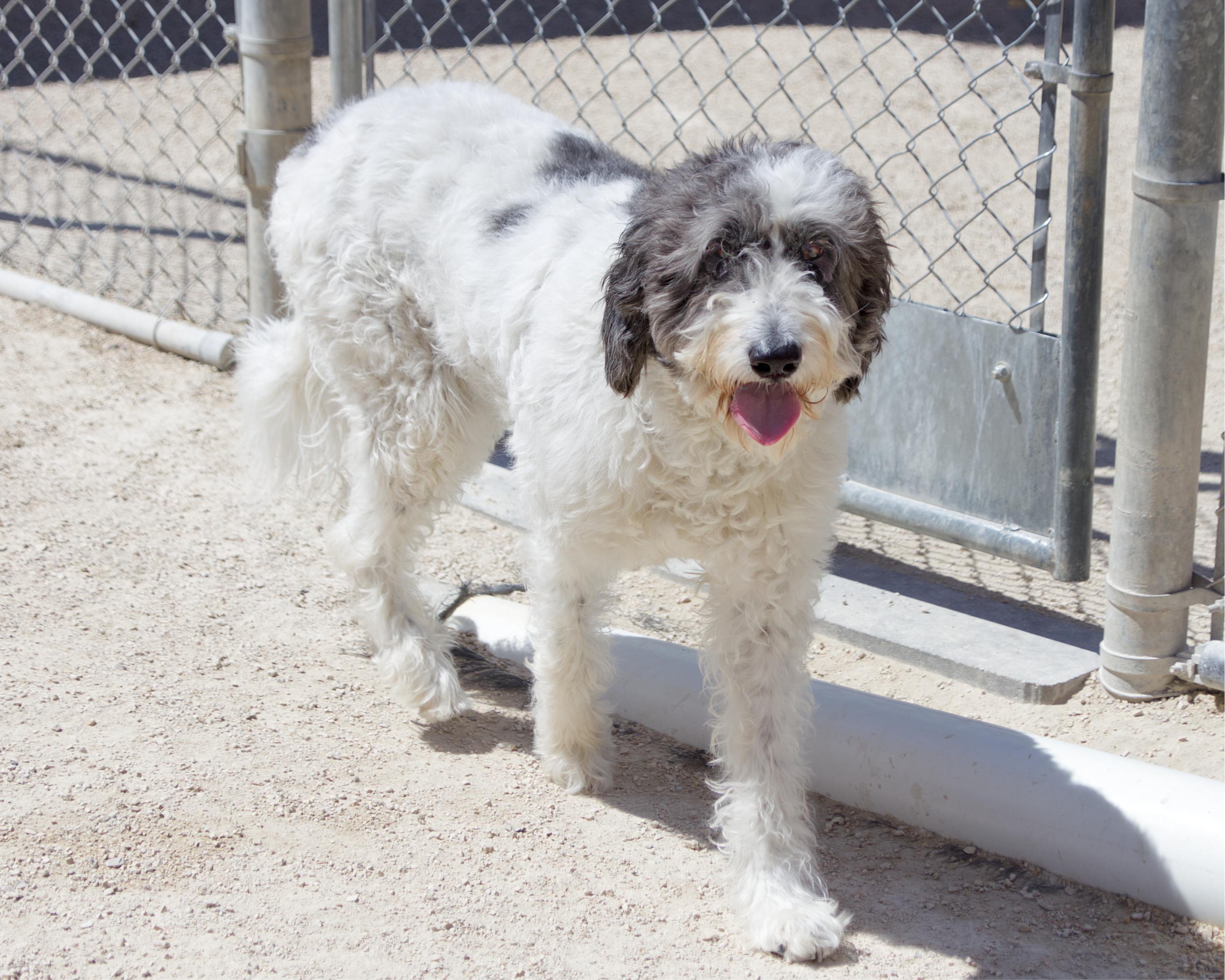 Dove, an adopted mixed breed in Winnipeg, MB image 2/3