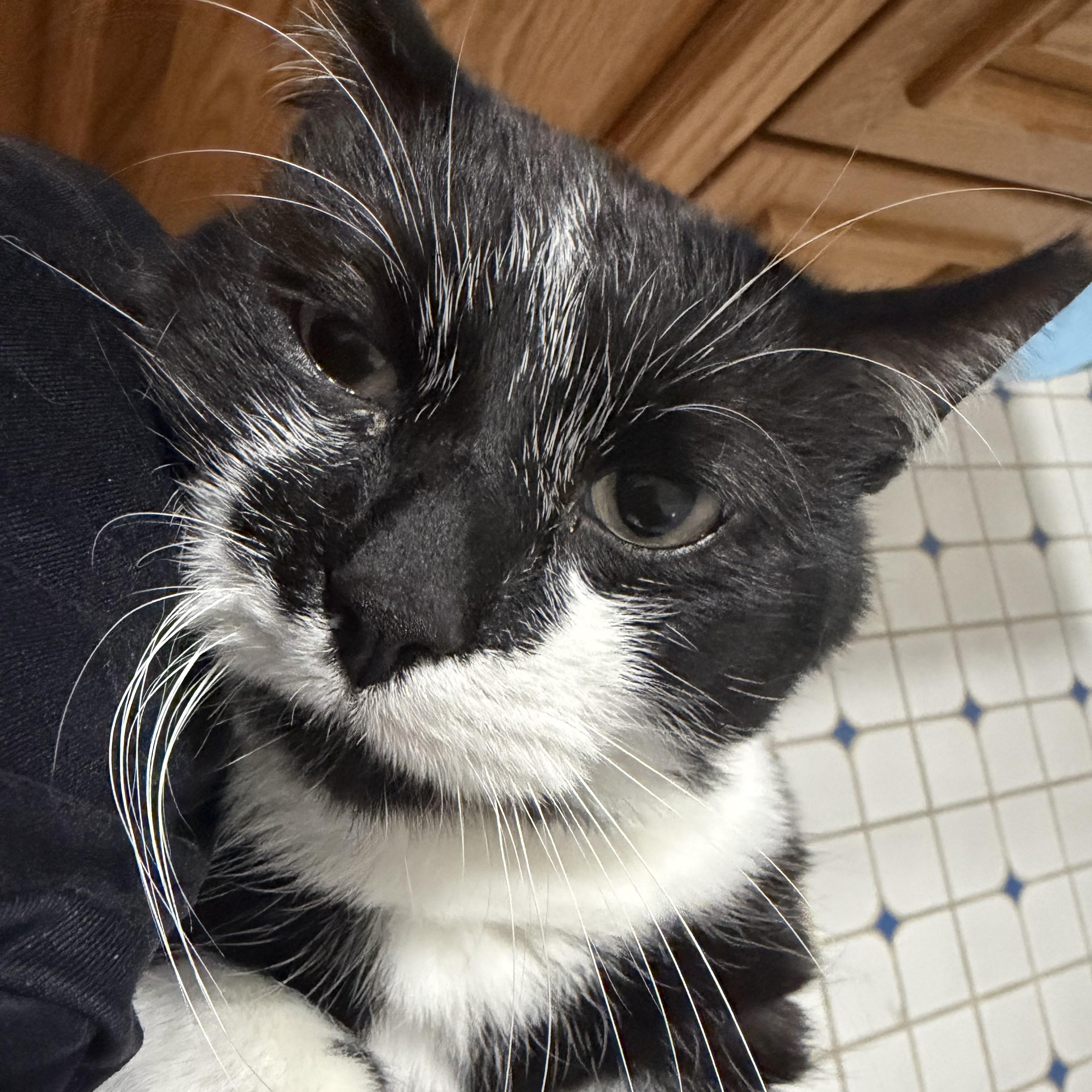 Enlarge Dexter Courtesy Listing, a Adoptable Domestic Short Hair in Midland, MI image 1/3