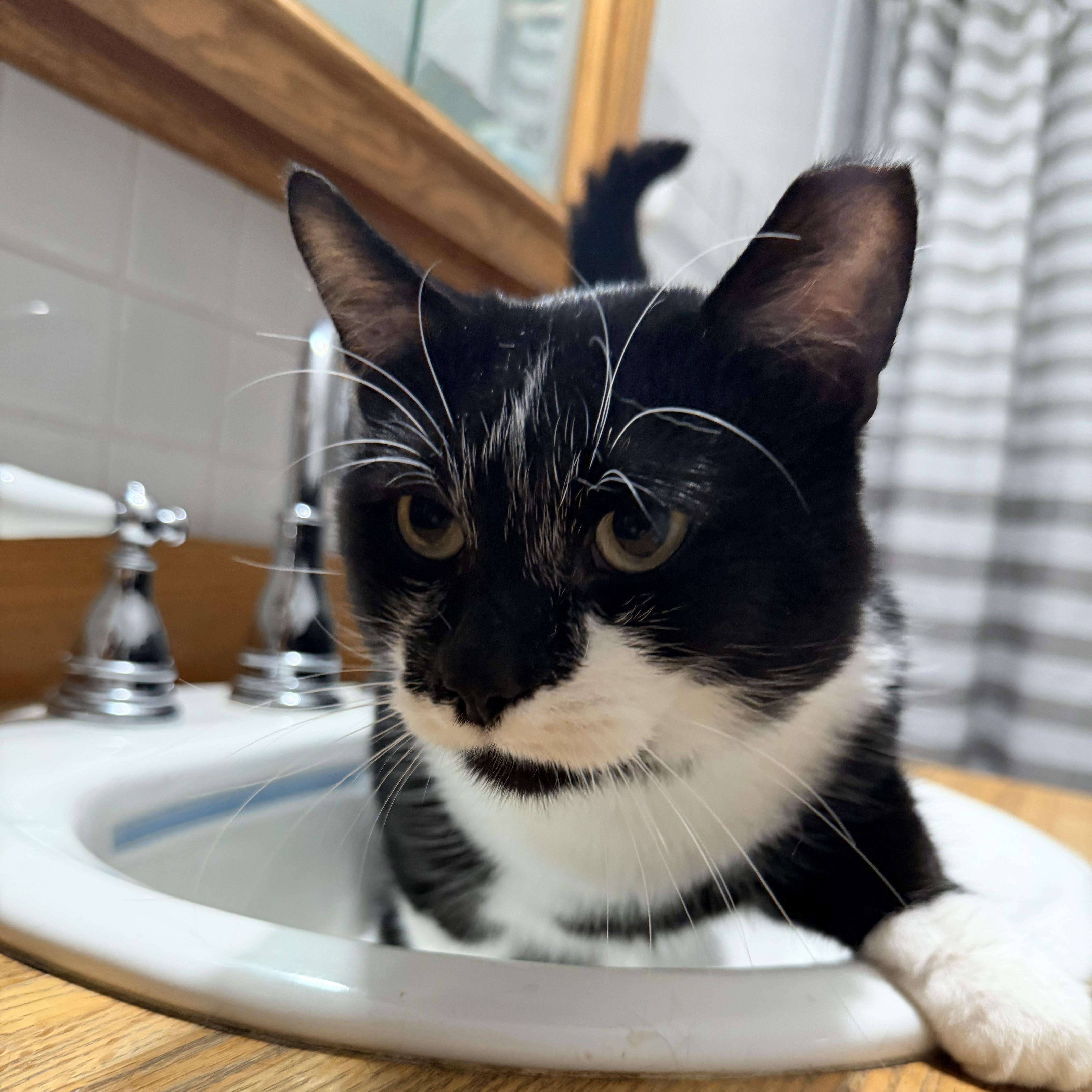 Dexter Courtesy Listing, Adoptable, Adult Male Domestic Short Hair.