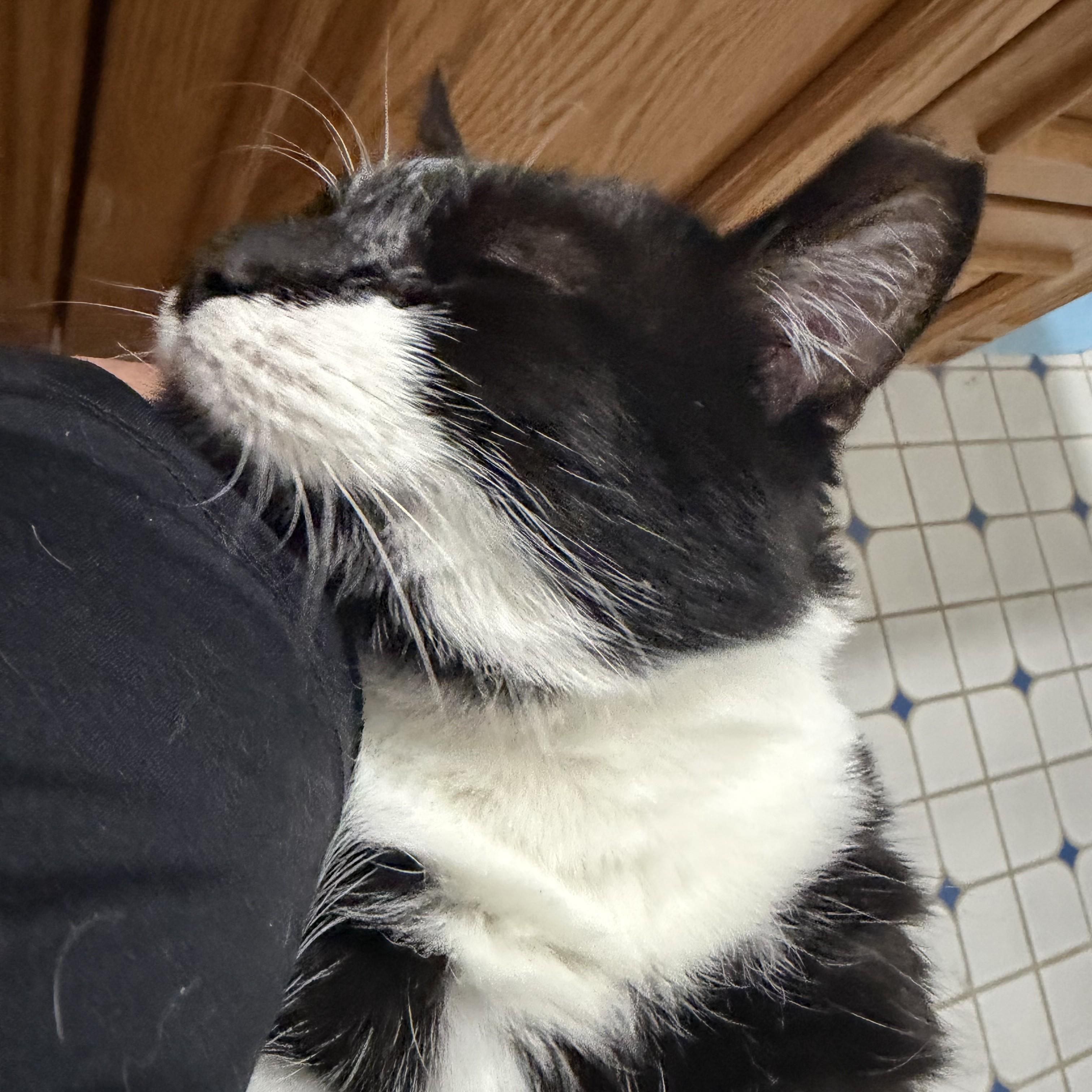 Enlarge Dexter Courtesy Listing, a Adoptable Domestic Short Hair in Midland, MI image 3/3