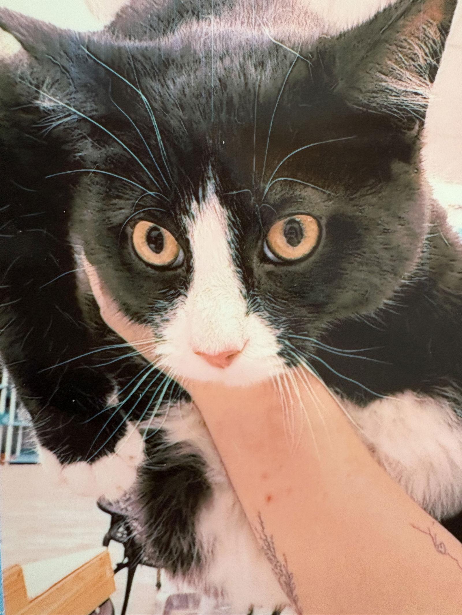 Enlarge Gloves, a Adoptable Domestic Short Hair in Pittsburgh, PA image 1/1