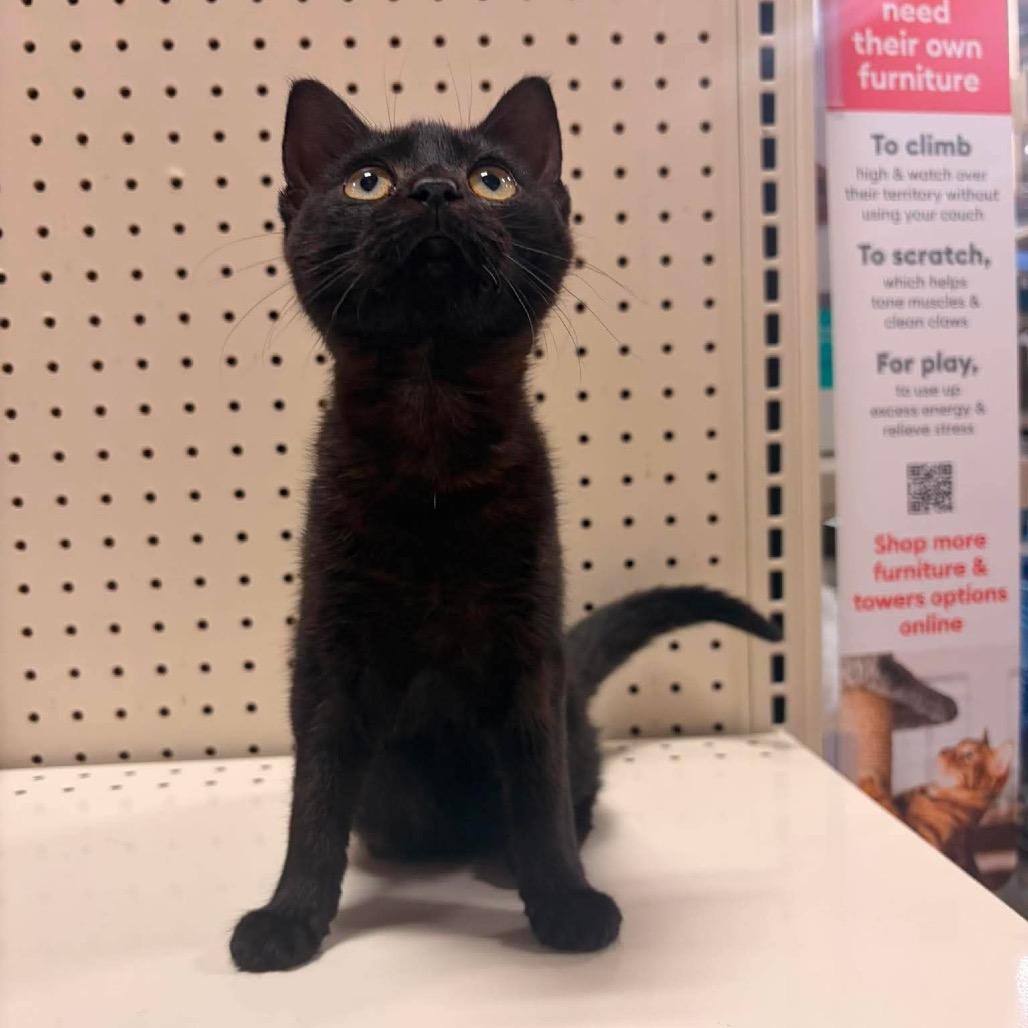 Enlarge Rain, a Adoptable American Shorthair in Brevard, NC image 1/1