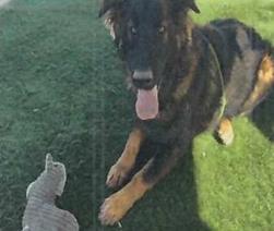 Titan (A114554), Adoptable, Young Male German Shepherd Dog & Mixed Breed.
