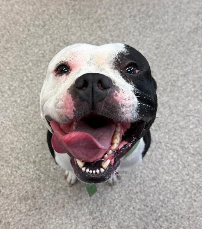 Freddy, Adoptable, Adult Male American Bulldog & Mixed Breed.
