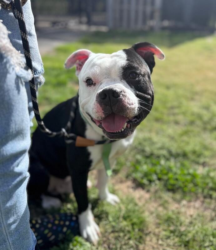 Freddy, a Adoptable mixed breed in Disputanta, VA image 2/3
