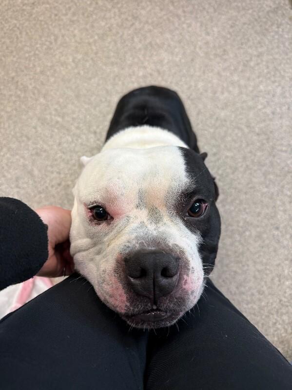 Freddy, a Adoptable mixed breed in Disputanta, VA image 3/3