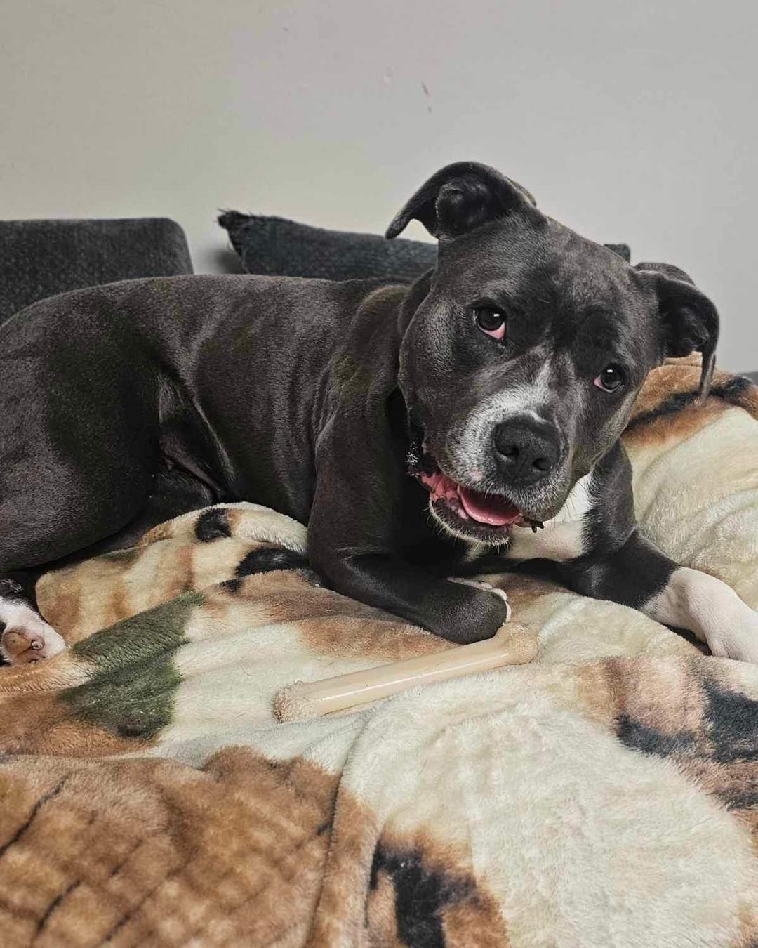 Grace, Adult Female Pit Bull Terrier