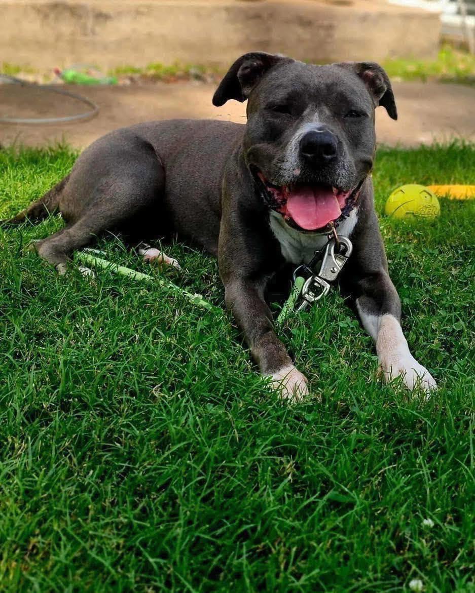 Grace, Adoptable, Adult Female Pit Bull Terrier.