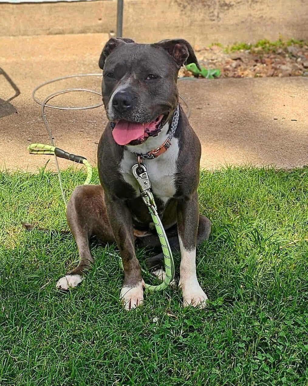 Grace, a Adoptable Pit Bull Terrier in Broken Arrow, OK image 2/6