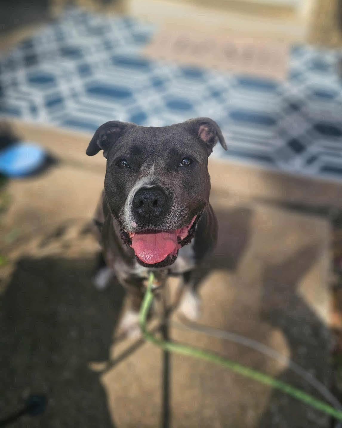 Grace, a Adoptable Pit Bull Terrier in Broken Arrow, OK image 3/6