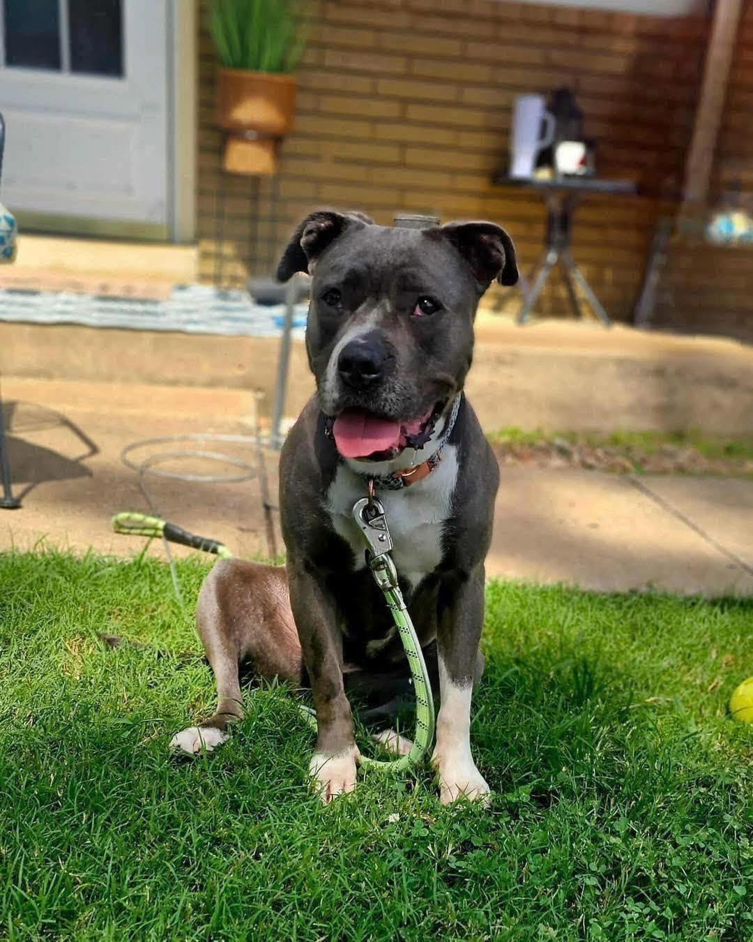 Grace, a Adoptable Pit Bull Terrier in Broken Arrow, OK image 4/6