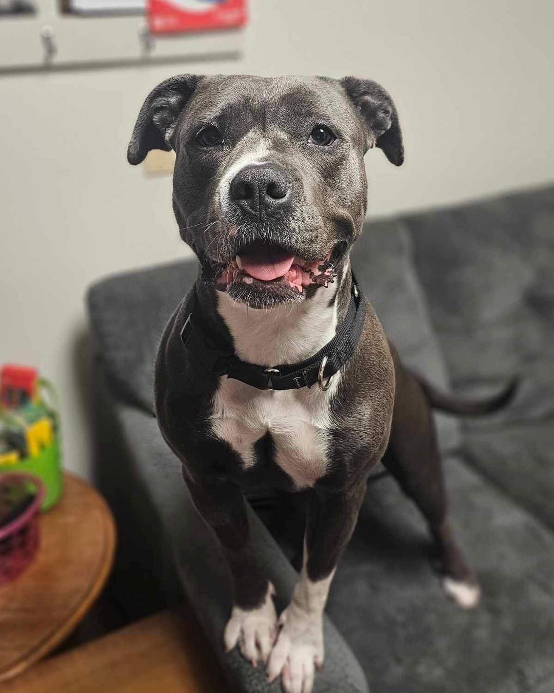 Grace, Adoptable, Adult Female Pit Bull Terrier.