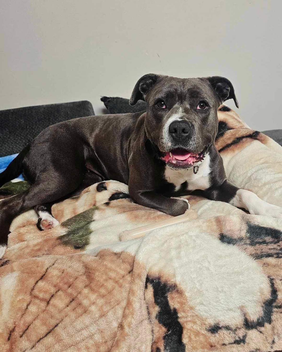 Grace, a Adoptable Pit Bull Terrier in Broken Arrow, OK image 6/6