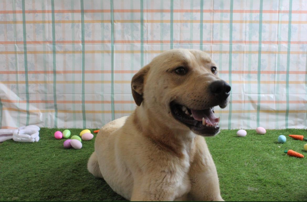 Enlarge Taffy, an adoptable mixed breed in Berea, KY image 1/4