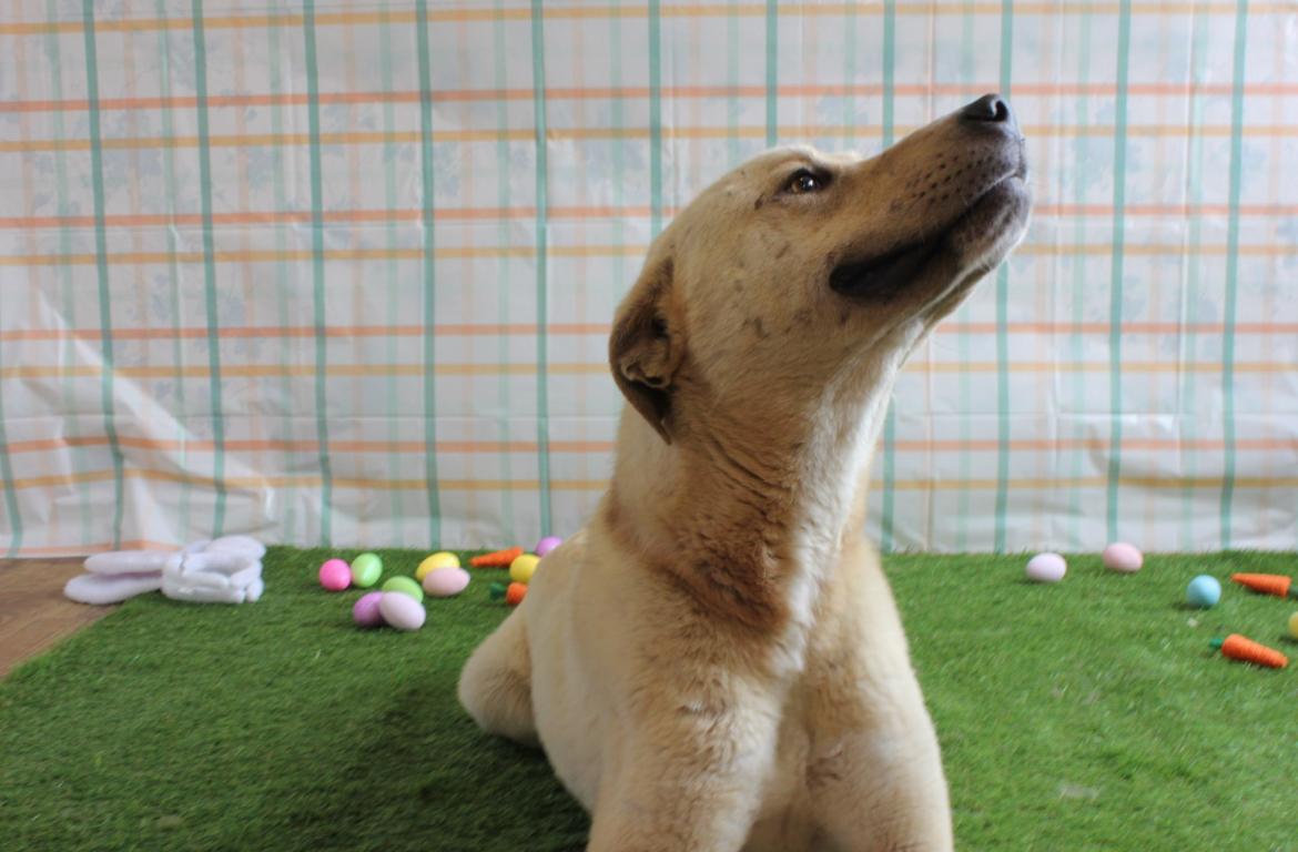 Enlarge Taffy, an adoptable mixed breed in Berea, KY image 2/4