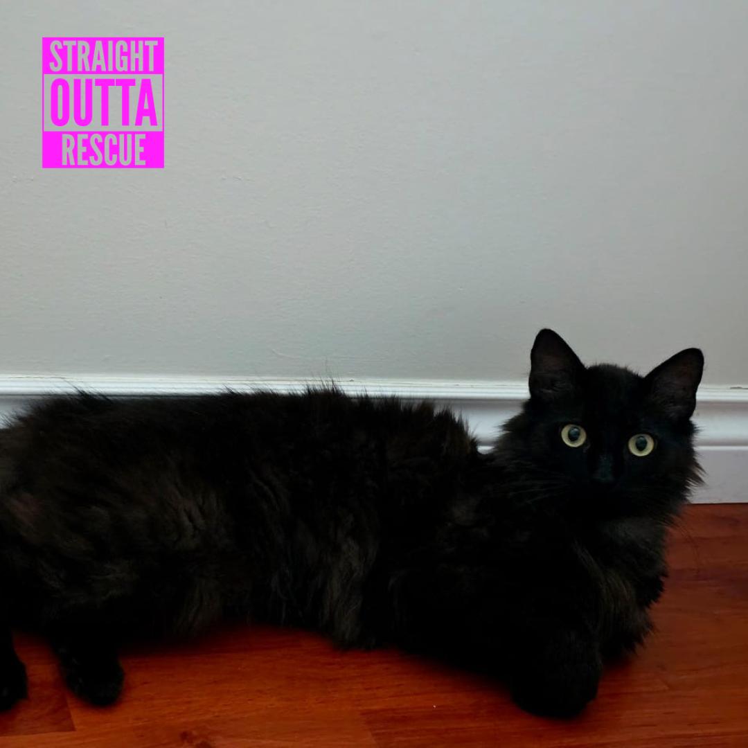 Boscoe, a ADOPTABLE Domestic Long Hair in Vancouver, BC image 3/6