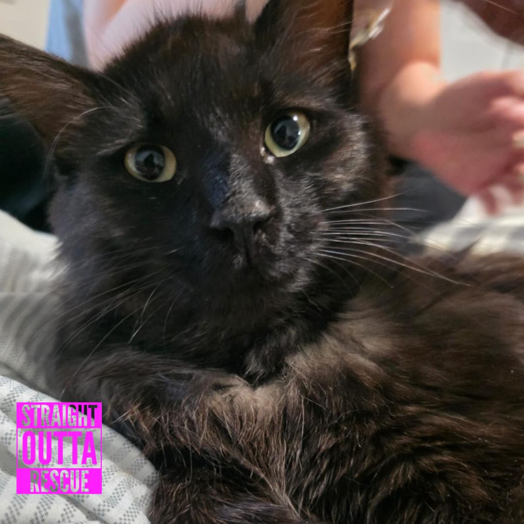 Boscoe, a ADOPTABLE Domestic Long Hair in Vancouver, BC image 6/6